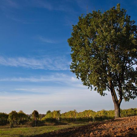 Le Stanze Di Bacco Villa Monteveglio Екстериор снимка